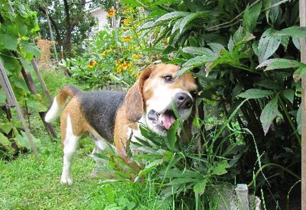 http://www.biglik.ru/images/stories/feeding/grass_eating.jpg