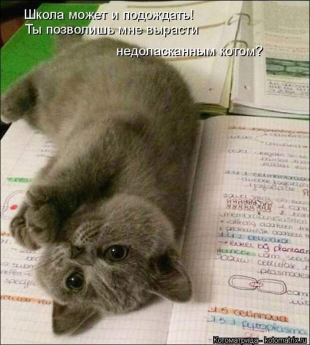 Лучшие котоматрицы недели