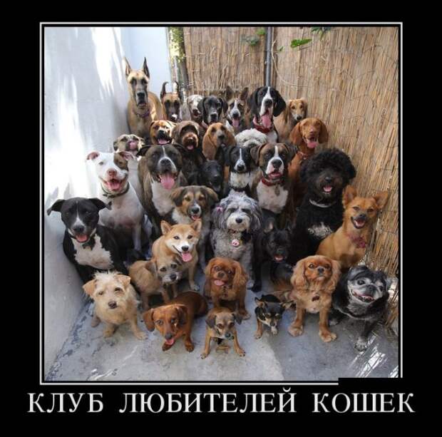 Демотиваторы демотиваторы, юмор