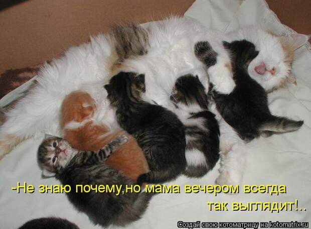 FotoKoshki.RU - фото кошек для форума - 6312