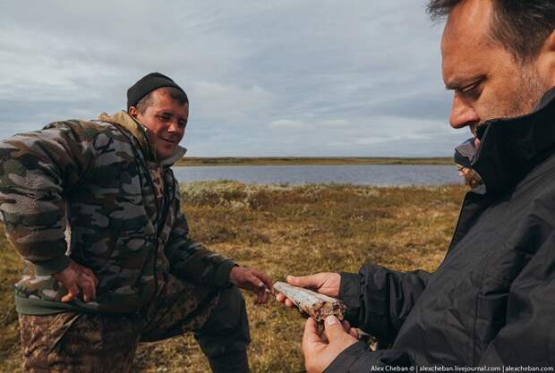 Север России: жизнь в оленеводов в Тундре