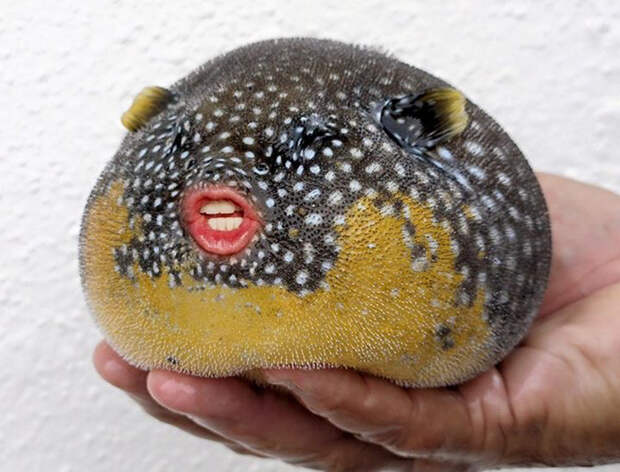 Put Donald Trump's Mouth On Puffer Fish