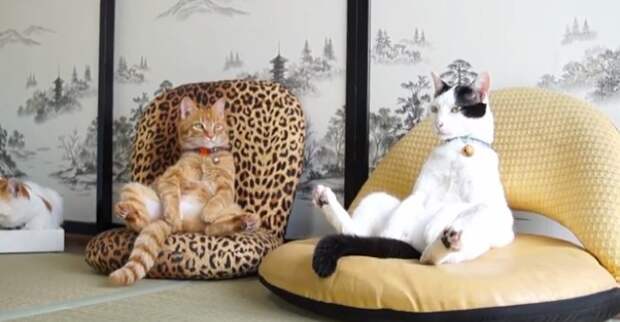 кошки в кресле