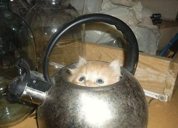 кошки в чайниках