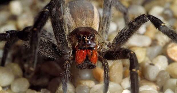 Бразильский странствующий паук будьте осторожны, животные, опасно, опасности природы, пауки, познавательно, смертельный яд, ядовитые животные