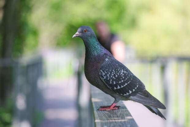 Россиян предупредили об угрозе ареста за сбитого голубя