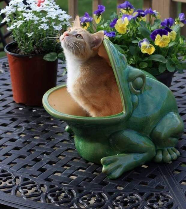 кот