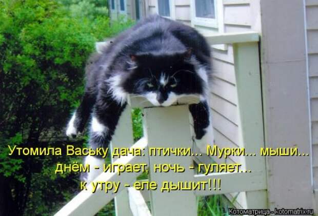 Новая котоматрица на Бугаге (31 фото)