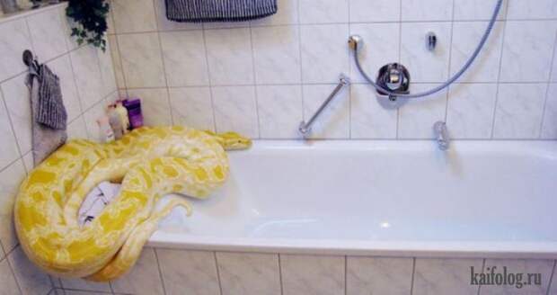 Необычные домашние животные (55 фото) Необычные домашние животные (55 фото)