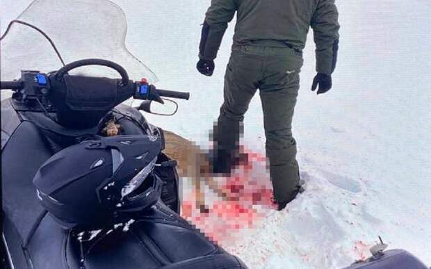 Добивали косулю аккумулятором: в Рязанской области задержали двоих браконьеров