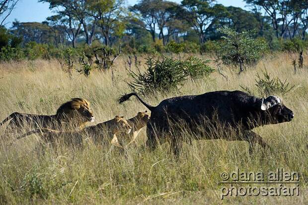 Зимбабвийское сафари животные, факты, фото