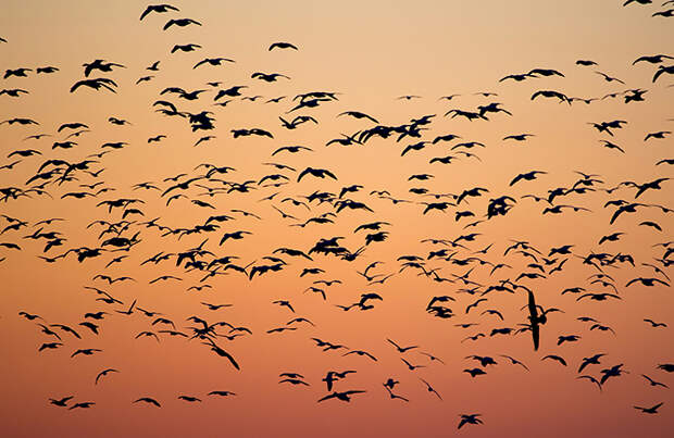 Хищные птицы изменили пути миграции из-за боевых действий на Украине