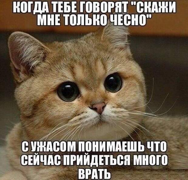 Прикольные картинки (90 фото)