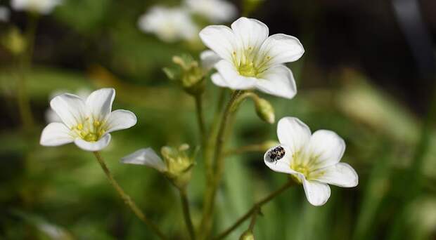 Белые цветы для монохромного сада: 50 лучших белоснежных садовых растений