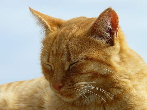 рыжие коты и кошки фото (8)