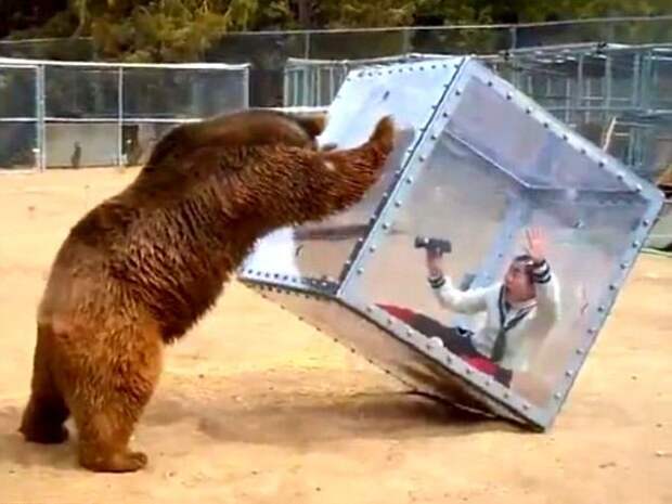 женщина куб медведь, женщина в кубе с прозрачными медведь, японское шоу женщина медведь