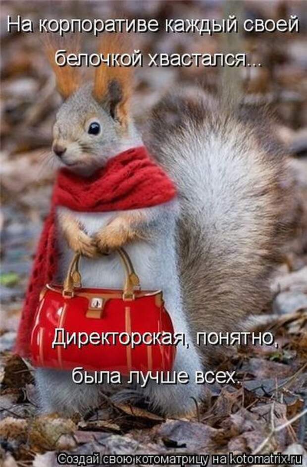 Лучшие котоматрицы недели (50 фото)