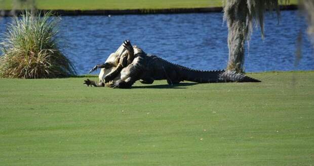 Во Флориде два аллигатора подрались на поле для гольфа на глазах у изумленных игроков гольф, драка, игроки наложили кирпичей, крокодилы, это наше поле