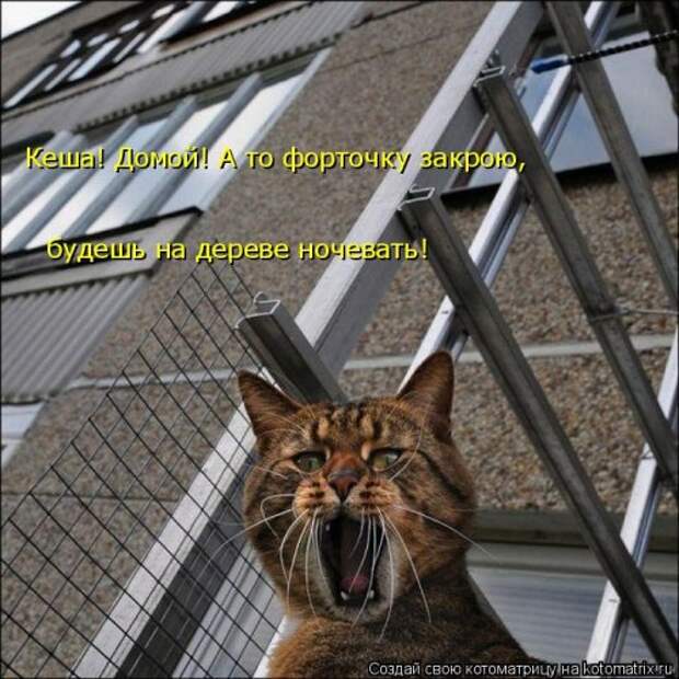 Новая котоматрица (29 фото)