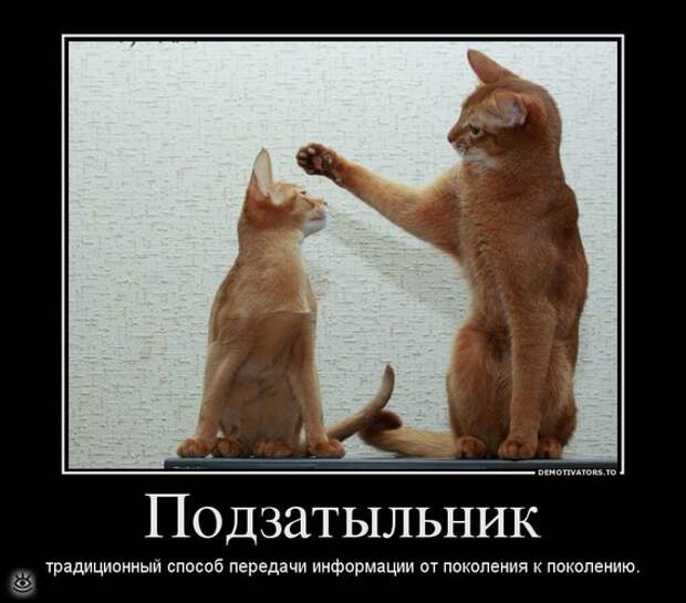 Спасибо женщинам за эволюцию! 20