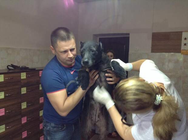 Донецкий Хатико целый год ждет своих хозяев животные, собачья верность