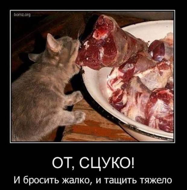 Веселые демотиваторы, и только новые!!!