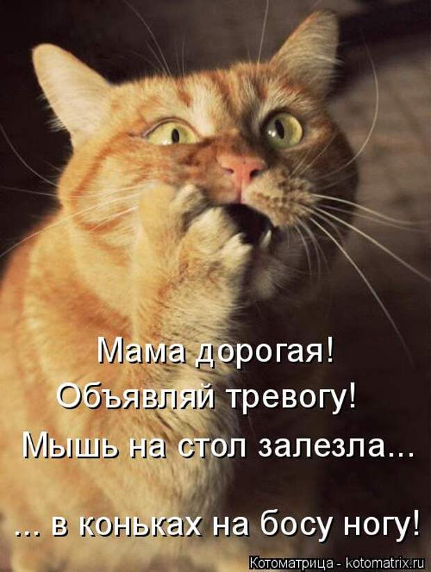 Котоматрица: Мама дорогая! Объявляй тревогу! Мышь на стол залезла... ... в коньках на босу ногу!