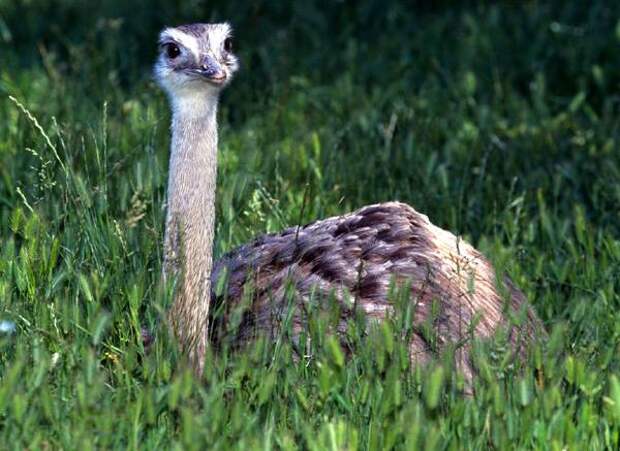 Самые быстрые птицы на Земле мира Страус (Struthio camelus), фото птицы фотография
