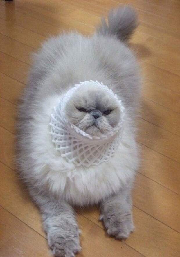 Да я только понюхал животные, застряли, любопытные, смешные, фото