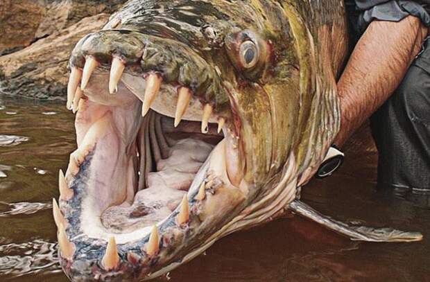 10. Большая тигровая рыба (Goliath Tigerfish) Hydrocynus Goliath глубина, море, обитатели