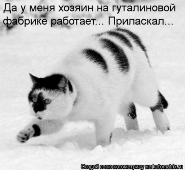Котоматрицы