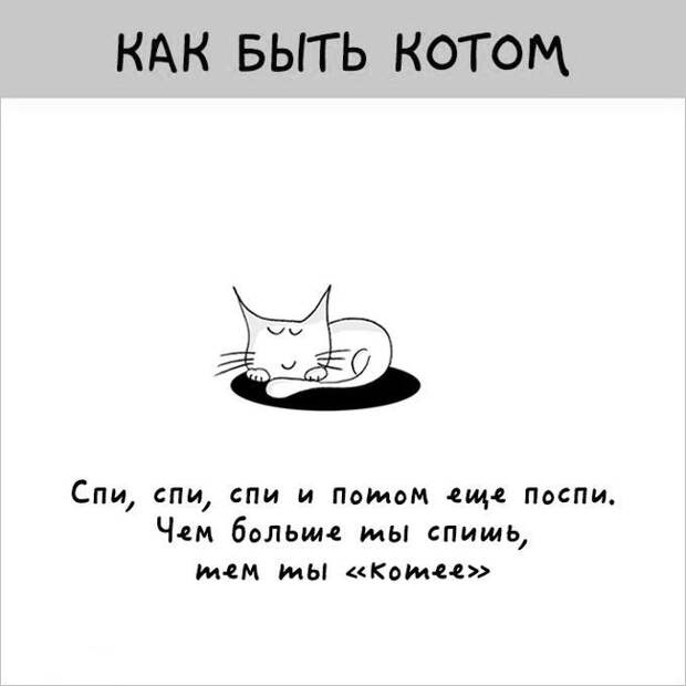12 картинок с инструкциями о том, как быть котом инструкция, кот, юмор