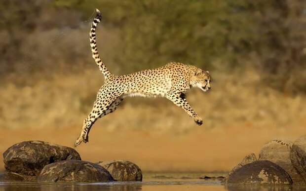 Гепард (Acinonyx jubatus), фото хищные животные фотография