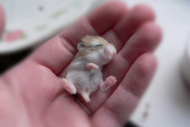 animalbaby1