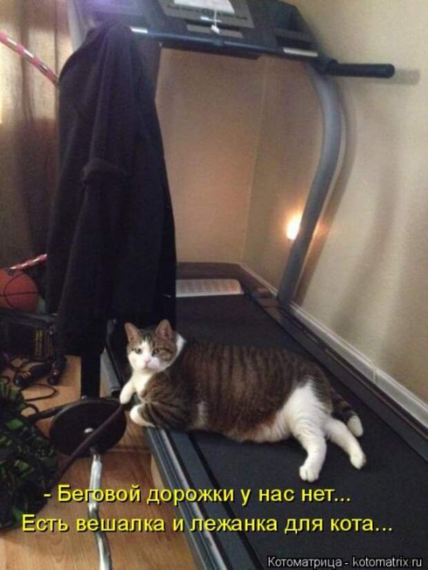 Котоматрица для хорошего настроения (35 фото)