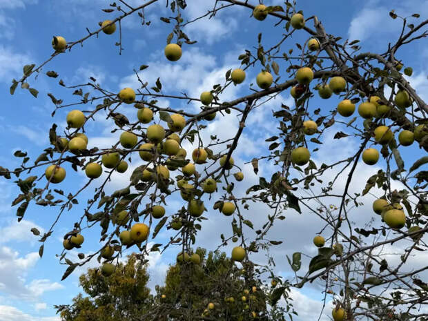 Зачем тащить с рынка безвкусную кислятину, если можно вырастить медовые яблоки: секретная добавка из строительного магазина за 50 рублей