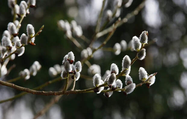 Тулякам рассказали, когда вернется теплая погода