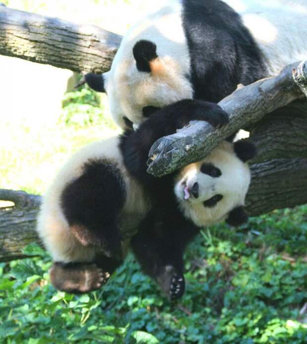 Забавные Животные