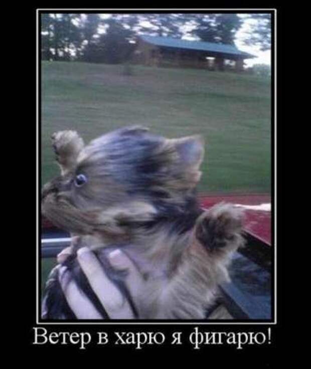 Весёлые демотиваторы