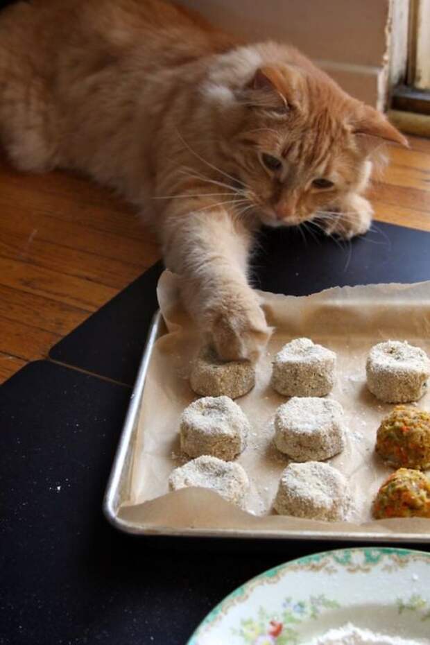 15 невероятно целеустремленных котов, которые готовы на всё во имя еды