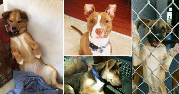 Доброты пост: 42 счастливых пса, которые обрели новый дом в этом году доброта, животные, собаки