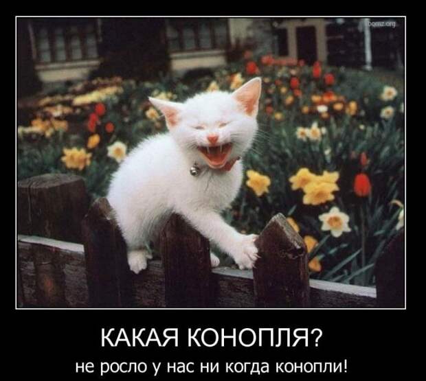 Демотиваторы (59 фото) Демотиваторы (59 фото)