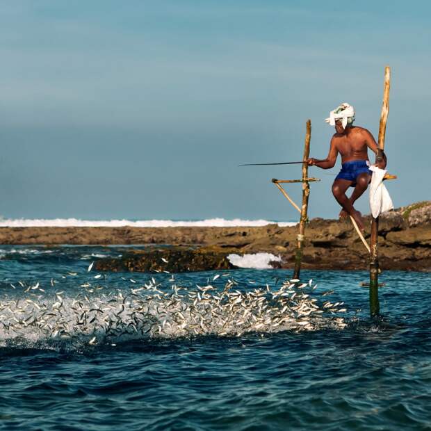 Рыбалка на сваях: необычный аттракцион на острове Шри-Ланка рыбаки, рыбалка, шри-ланка