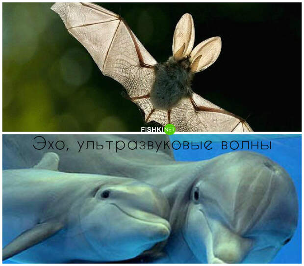 Как летучие мыши слышат друг друга живая природа, законы в действии, физика