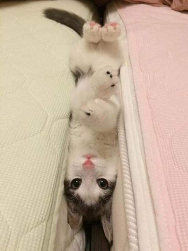 кошки попавшие в неудобную ситуацию 