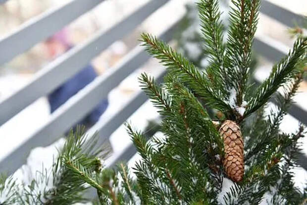 В Подмосковье семья спилила елку и вызвала гнев соседей