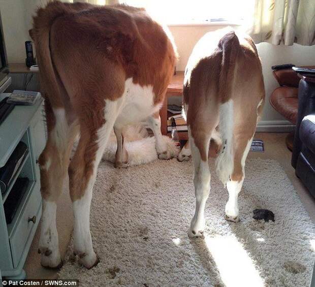 Вот так встреча: женщина вышла из душа и обнаружила коров в доме дом, женщина, корова