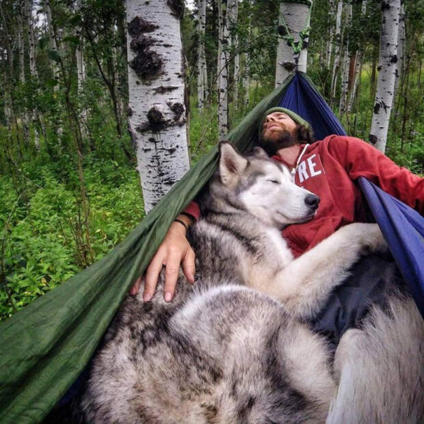 самые верные собаки в мире