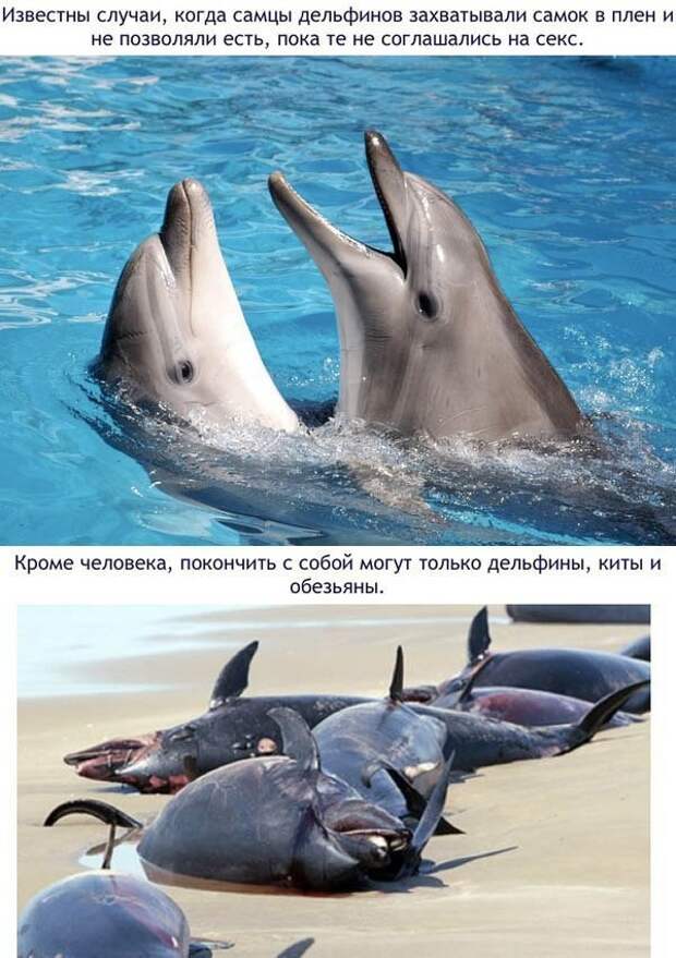 Малоизвестные и удивительные факты о дельфинах история, факты