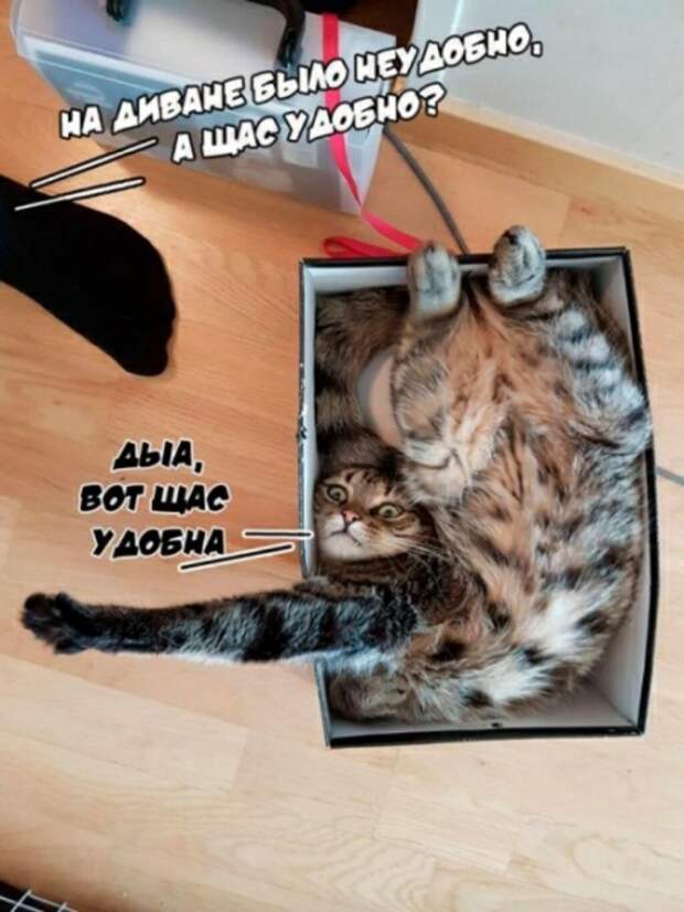 Субботний котопост коты, кошки, приколы с котами., смешные коты